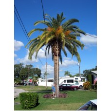 Canary Island Date Palm 24' Clear Trunk